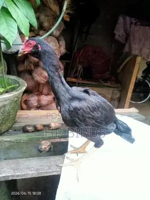 දෑති කිකිලි
