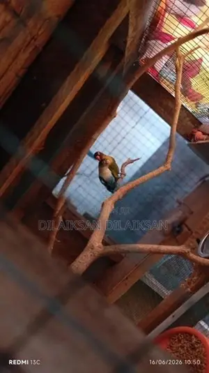 African Love Birds