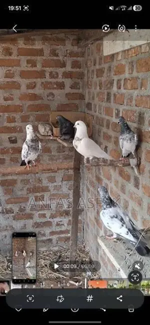 Pigeon