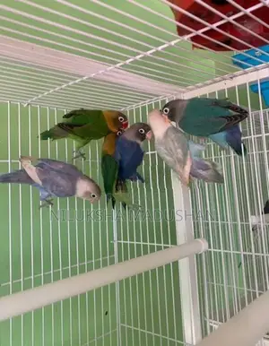 African Lovebirds