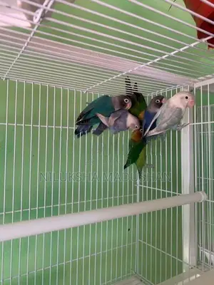 African Lovebirds