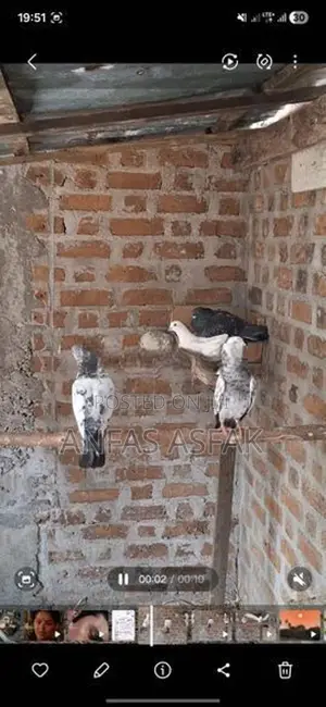 Pigeon