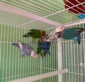African Lovebirds