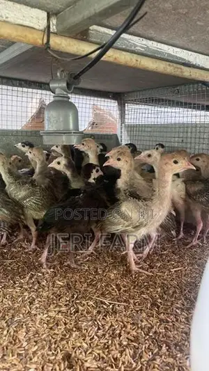 வான்கோழி மூன்று கிழமை குஞ்சு