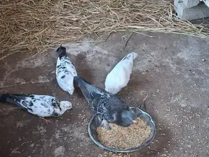 Pigeon