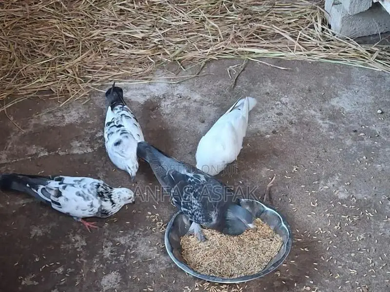 Pigeon
