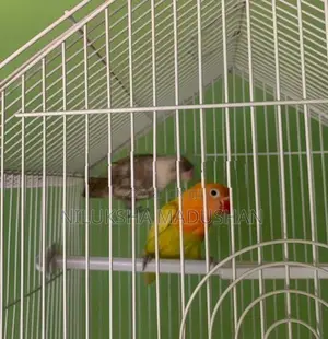 African Lovebirds