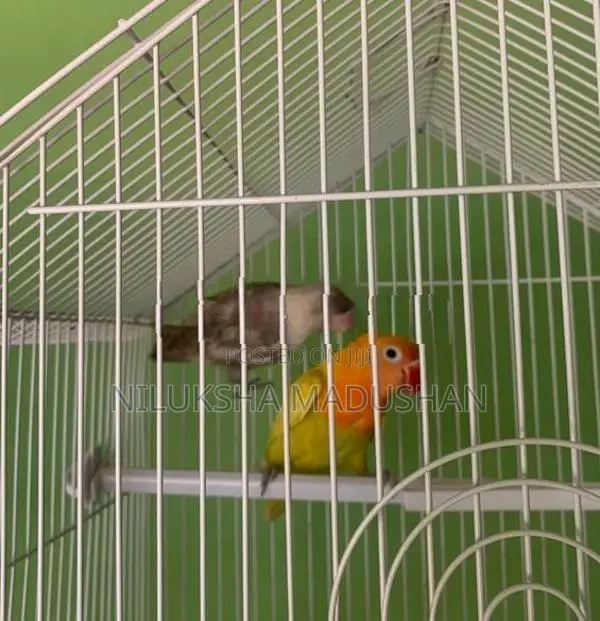 African Lovebirds