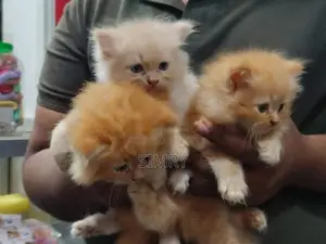 persion cat