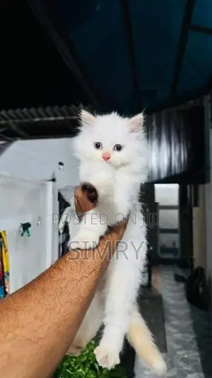 persion cat