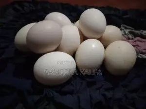 රැක්ක වීමට සුදුසු ගම් බිත්තර