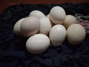 රැක්ක වීමට සුදුසු ගම් බිත්තර