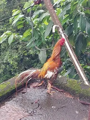 Golden Aseel Rooster