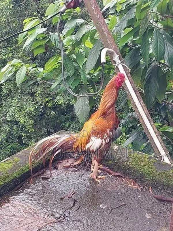 Golden Aseel Rooster