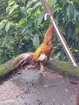 Golden Aseel Rooster