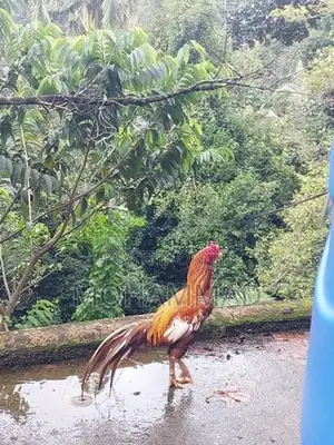 Golden Aseel Rooster