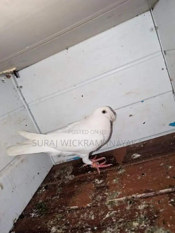 Parai Pigeons