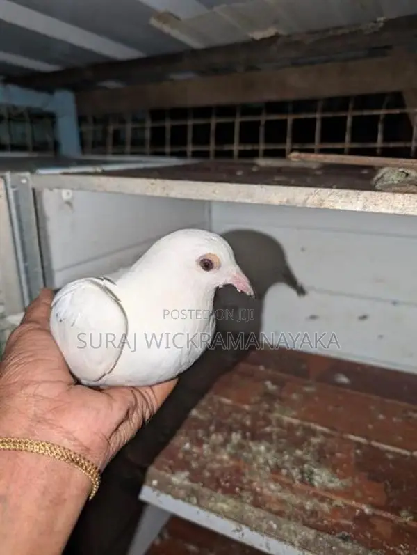Parai Pigeons