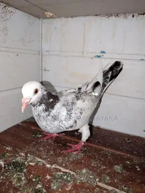 Parai Pigeons