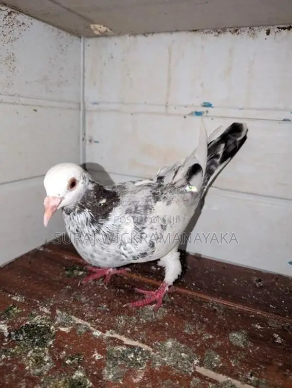 Parai Pigeons
