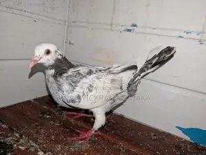 Parai Pigeons