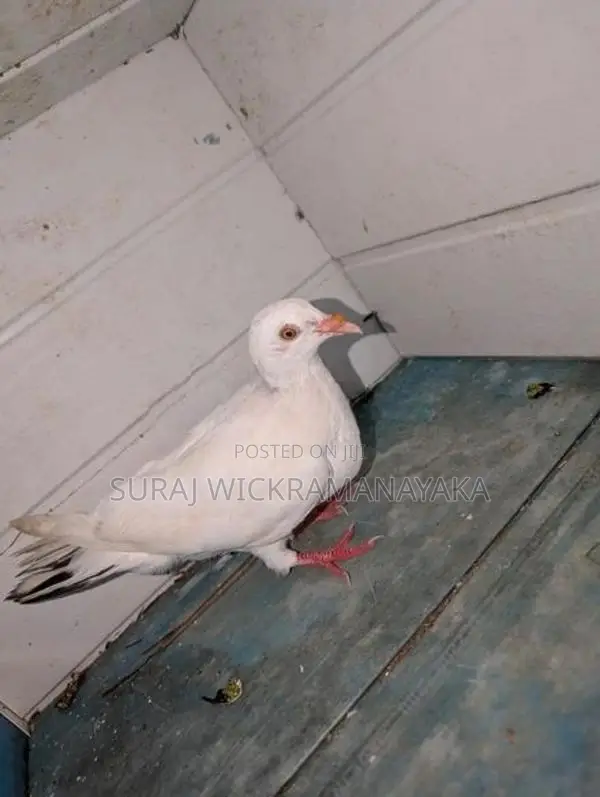 Parai Pigeons