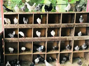 Pigeons