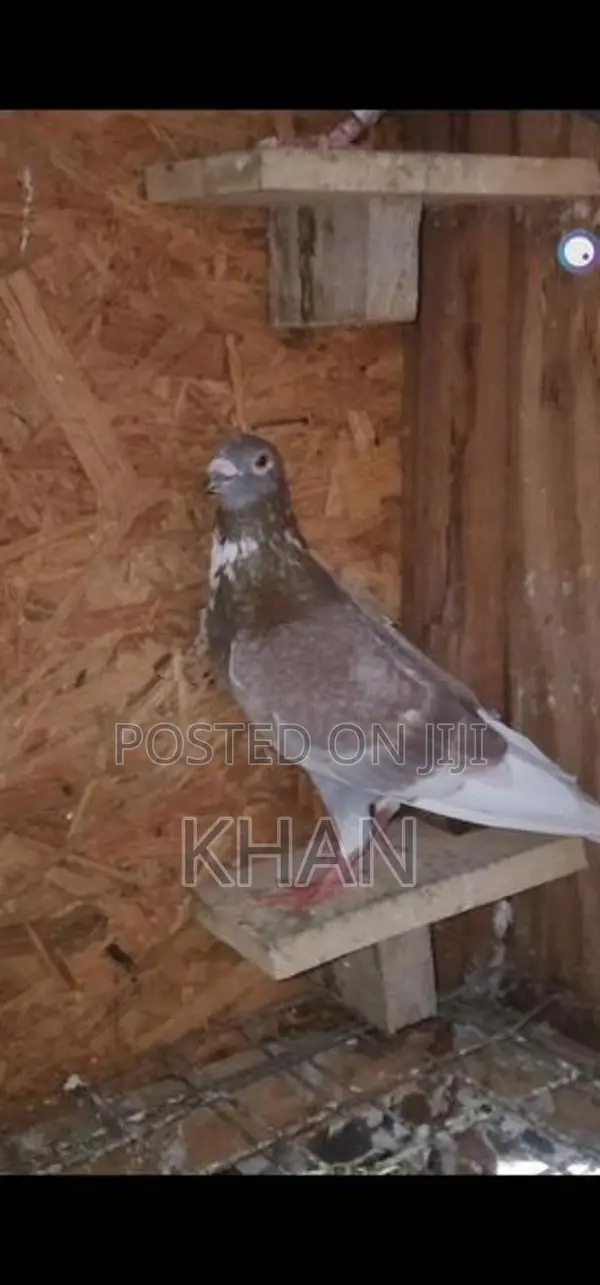 Red Pakistan Pigeon