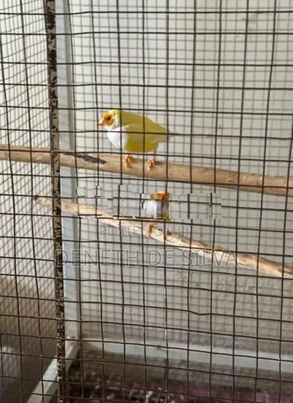 Finches Pair