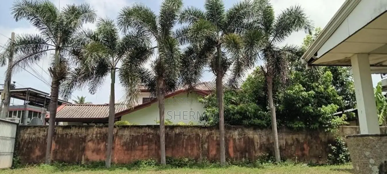 9 Foxtail Palm Trees