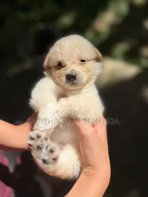 Vaccinated Lion Pomeranian Puppies