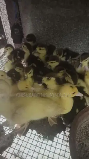මස්කොව් තරාවන්.