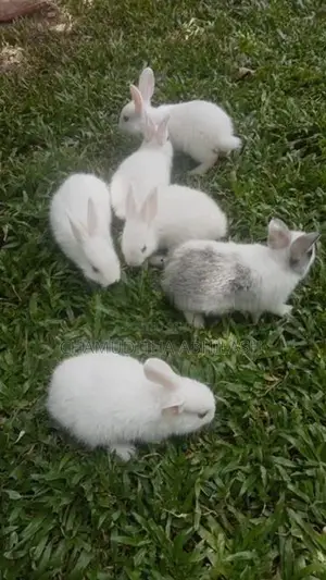 හාවන්