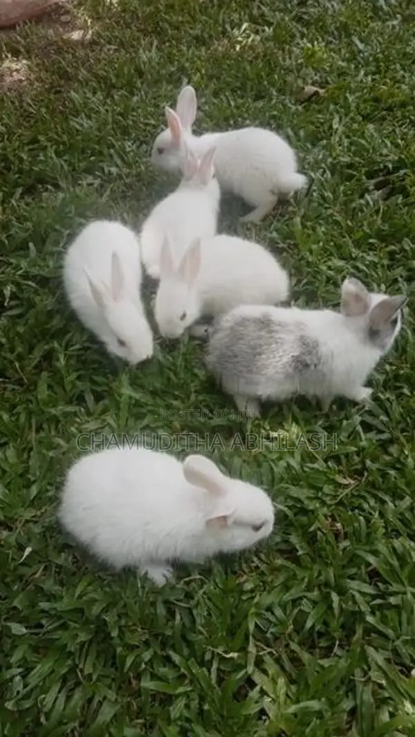 හාවන්
