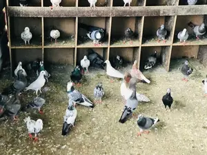 Pigeons