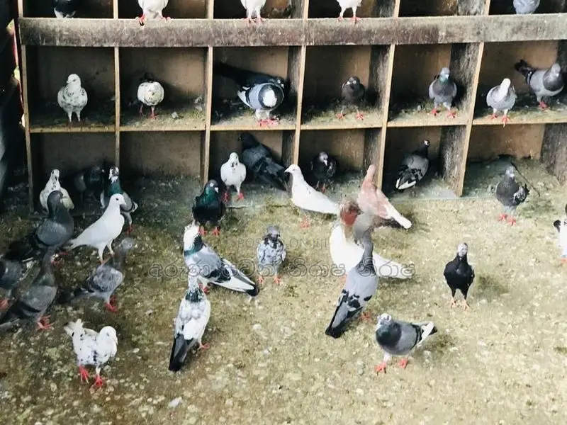 Pigeons
