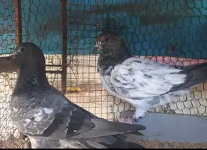 Red Pakistan Pigeon