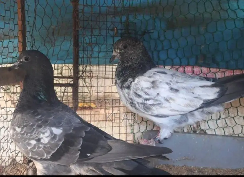 Red Pakistan Pigeon