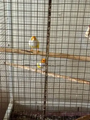 Finches Pair