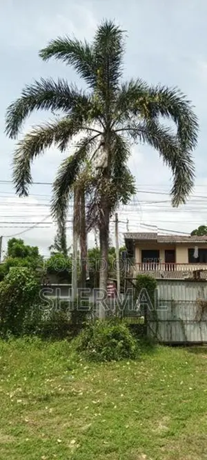 9 Foxtail Palm Trees
