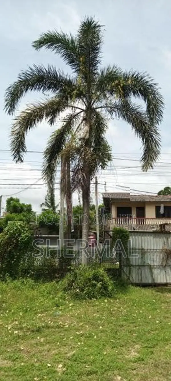 9 Foxtail Palm Trees