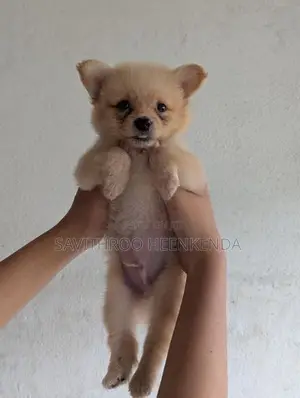 Vaccinated Lion Pomeranian Puppies