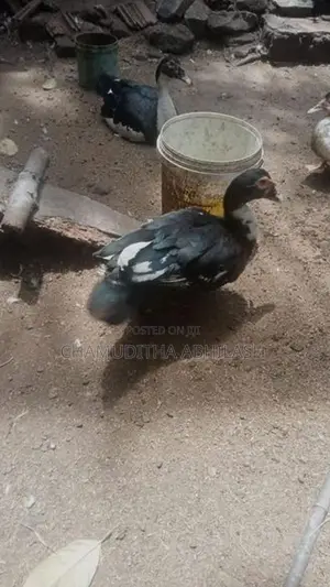 මස්කොව් තරාවන්.