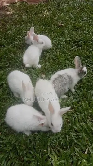 හාවන්