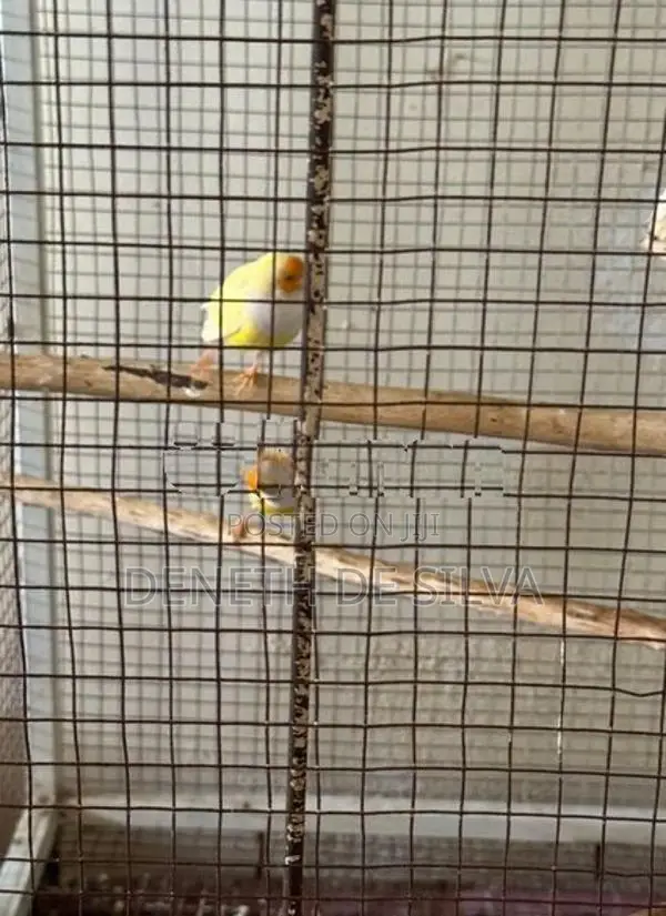 Finches Pair