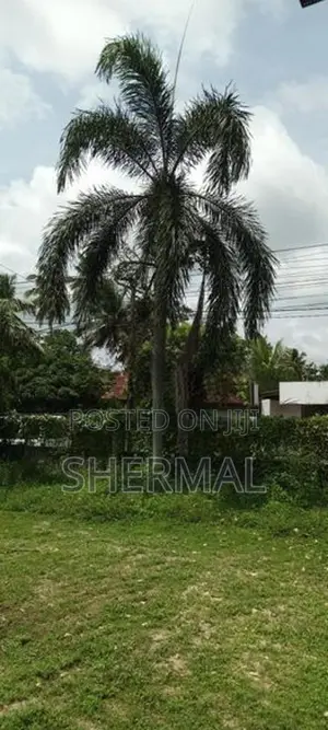 9 Foxtail Palm Trees