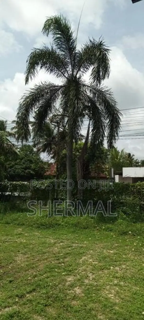9 Foxtail Palm Trees