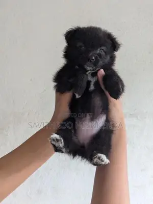 Vaccinated Lion Pomeranian Puppies