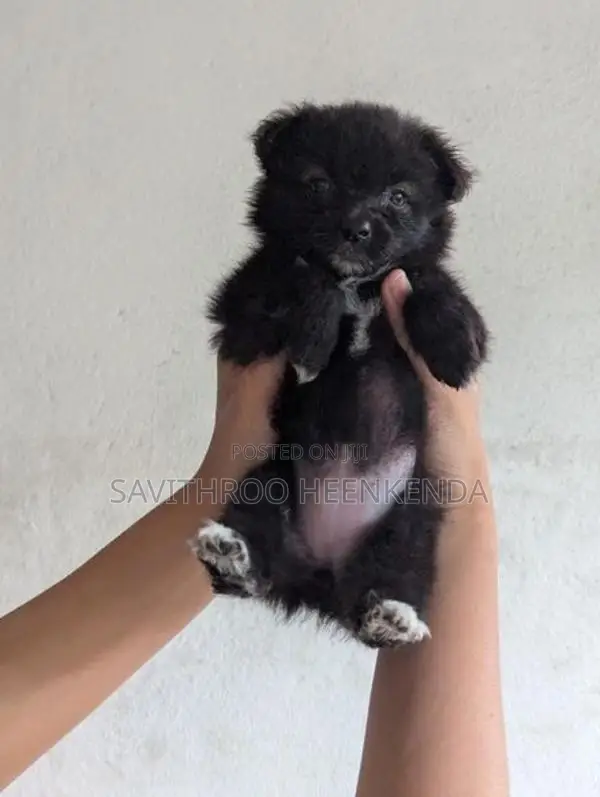 Vaccinated Lion Pomeranian Puppies