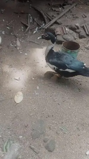 මස්කොව් තරාවන්.